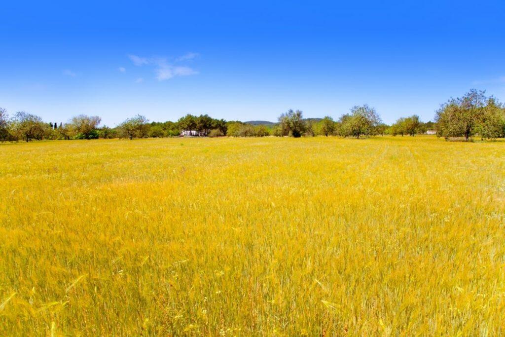 Ibiza Insel Goldene Weizenfelder des Mittelmeers - Prestige Properties & IbizaPreservation