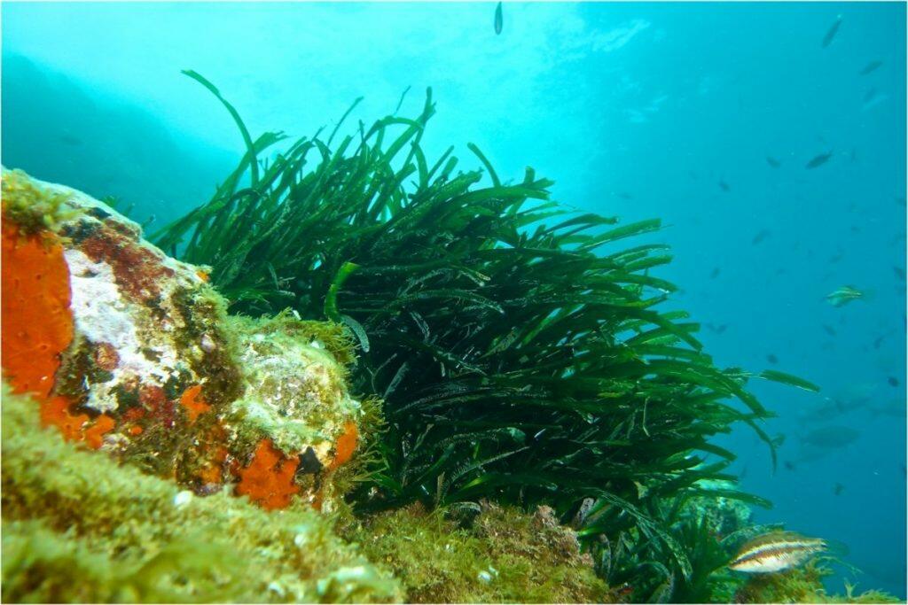 Posidonia-Schutz IbizaPreservation