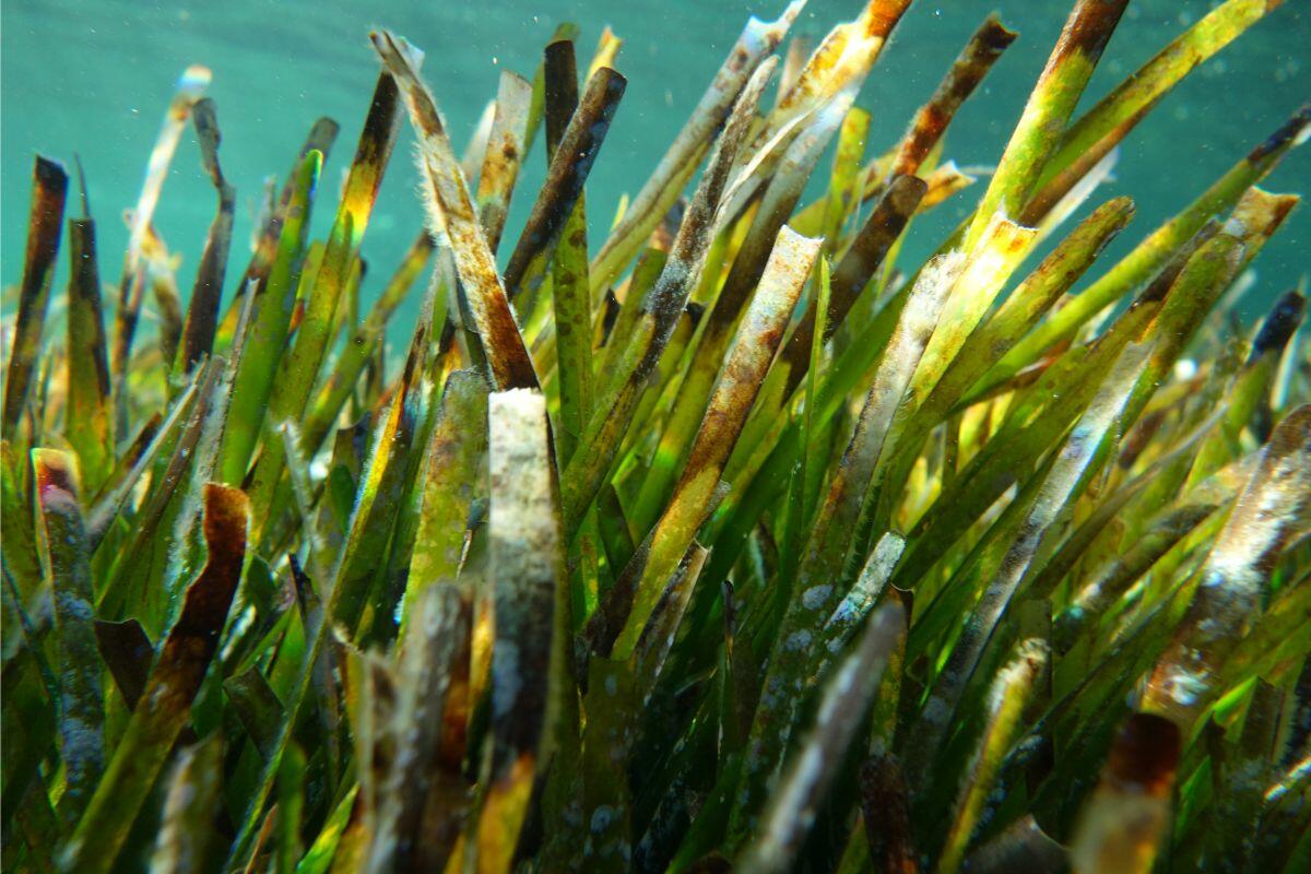 Posidonia oceanica, die Seegraswiese in den Gewässern um Ibiza und Formentera. Sie unterstützt das Meeresleben, trägt zur Klarheit des Meeres bei und spielt eine wichtige Rolle beim Schutz der Küste.