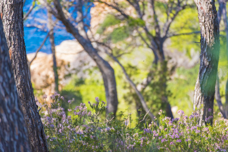 Ibiza: Das ultimative Reiseziel für digitale Nomaden und ganzjährige Luxusausflüge