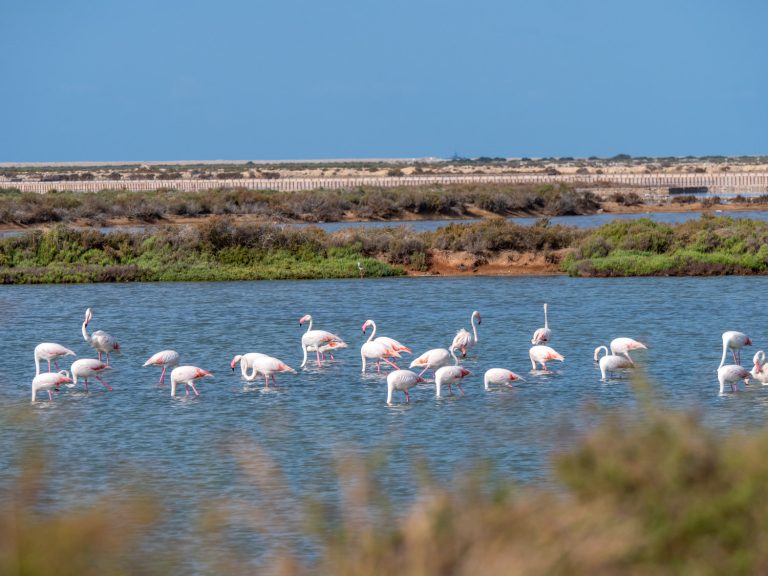 Parque Natural de Ses Salinas